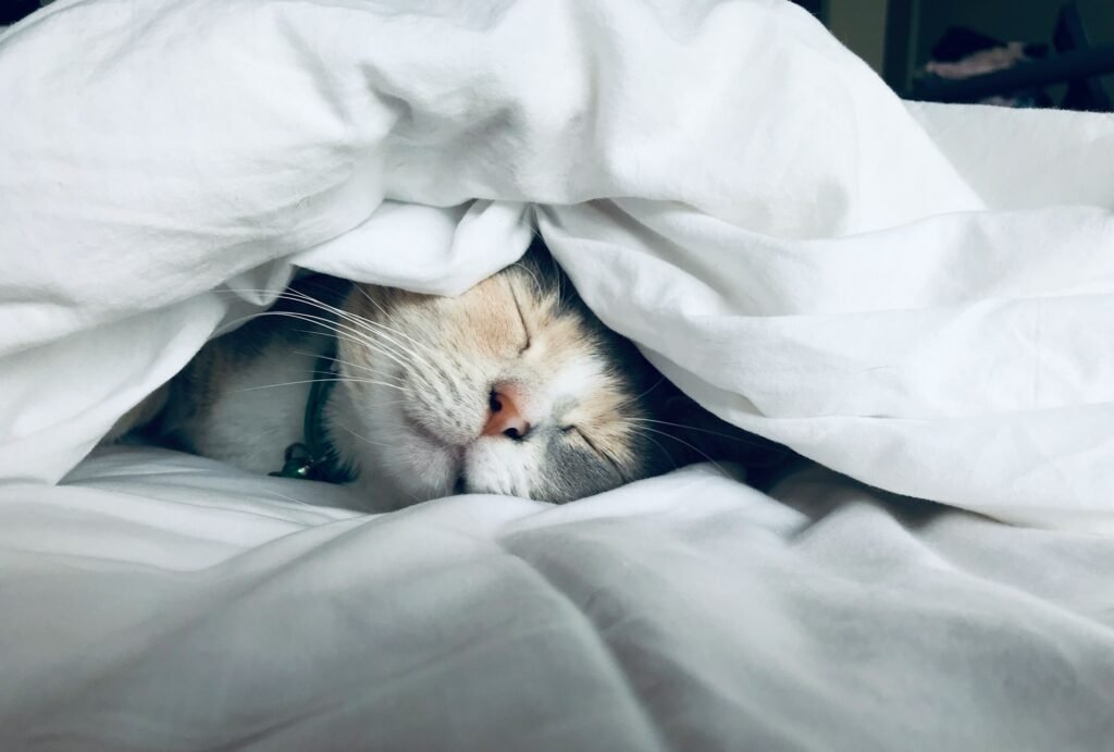 Chat heureux sous les draps blanc d'un lit