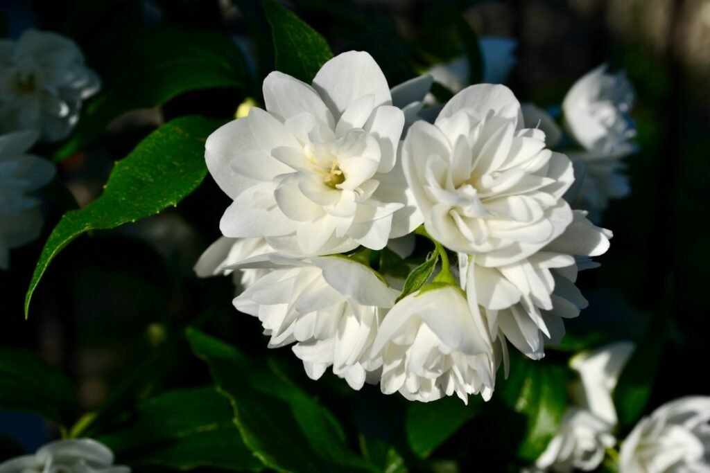 Fleur de Jasmin
