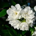 Fleur de Jasmin