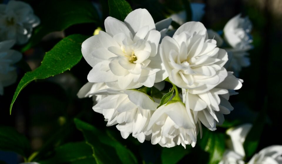 Fleur de Jasmin