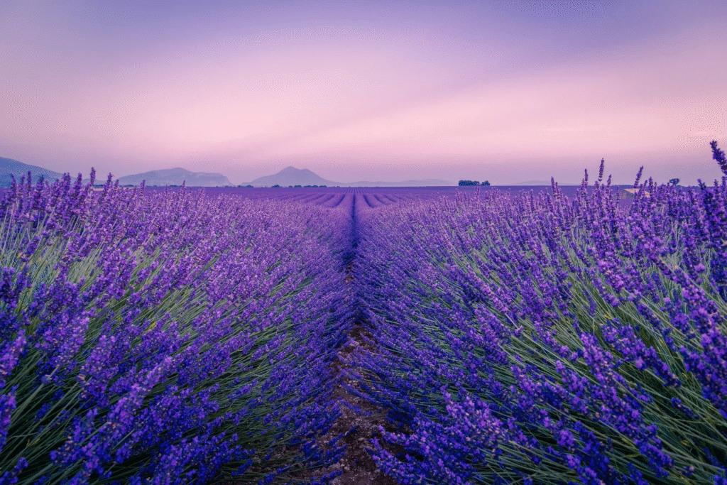 Champs de lavande totalement violet