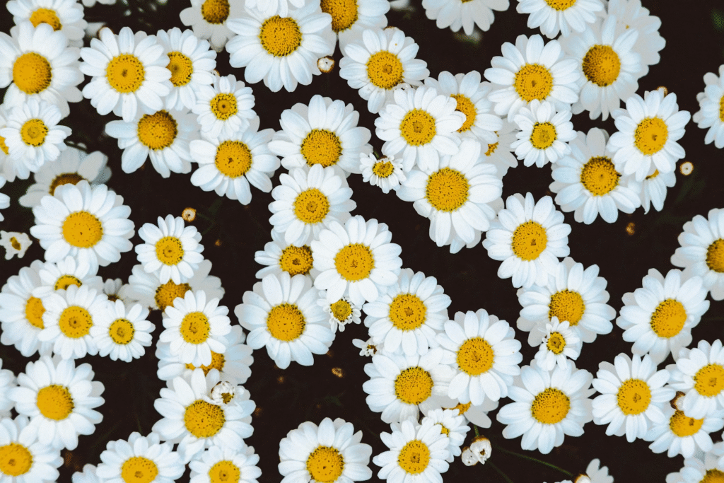 Fleurs de camomille en champs