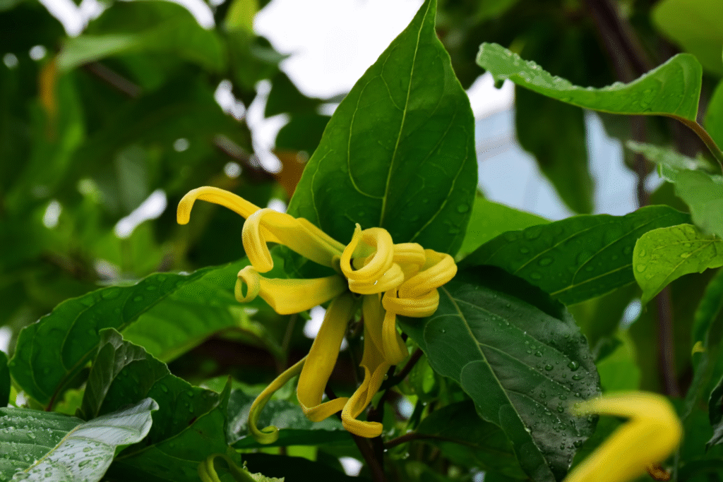 fleurs de Ylang-Ylang pour réguler le rythme cardiaque