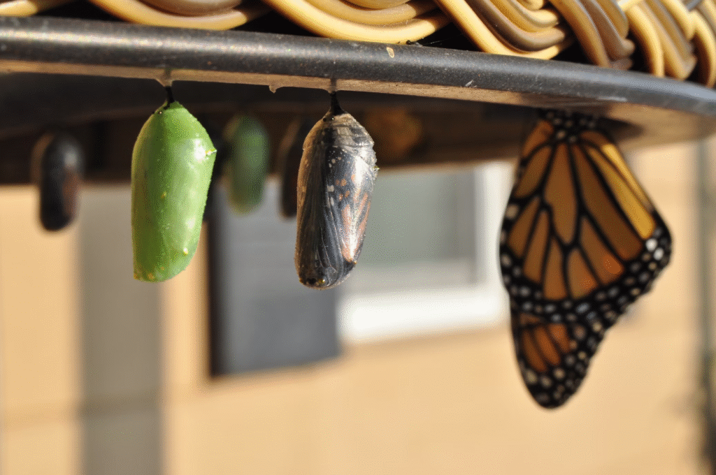 Chrysalides de papillon en transformation, du cocon vert à l'émergence du papillon monarch.