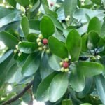 Feuilles et fruits de Saro