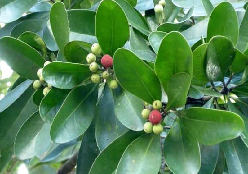 Huile essentielle de Saro : propriétés et utilisation Feuilles et fruits de Saro