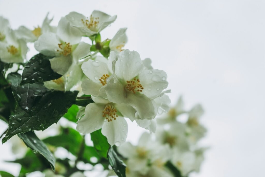 Fleur de Jasmin humide