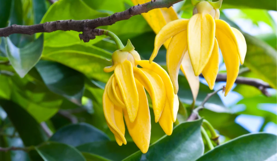 Huile essentielle Ylang Ylang : propriétés et utilisation ylang ylang fleur