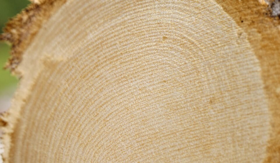 Aubier de tilleul : bienfaits détox et digestion undefined