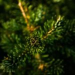 découvrez des remèdes maison simples et efficaces pour soulager divers maux et améliorer votre bien-être. apprenez à utiliser des ingrédients naturels pour traiter des problèmes de santé courants et vivre de manière plus saine.