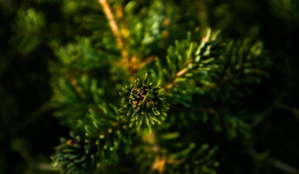 Remèdes de grand-mère pour soulager un nez sec et irrité découvrez des remèdes maison simples et efficaces pour soulager divers maux et améliorer votre bien-être. apprenez à utiliser des ingrédients naturels pour traiter des problèmes de santé courants et vivre de manière plus saine.